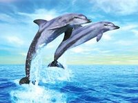 Des dauphins