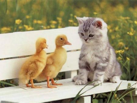 un chat et deux poussins