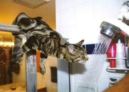 Un chat