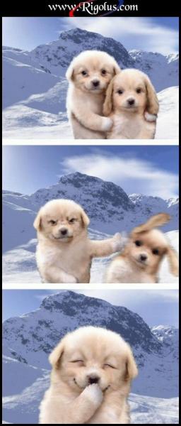 Deux chiens