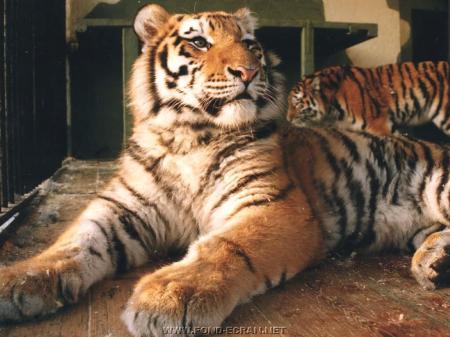 Un tigre