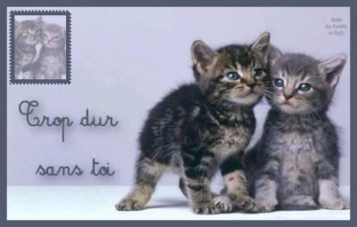 deux chatons