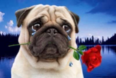 un chien