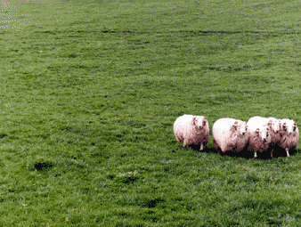 Des moutons!!