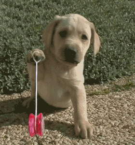 Un chien