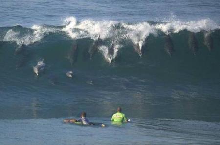 Des dauphins!!