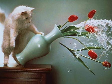 Un chat!