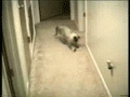Un chat!