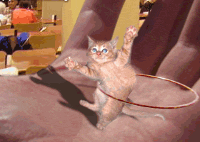 Un chat!
