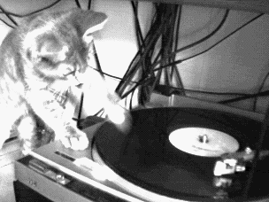 Un chat!