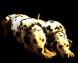 Deux chiens!